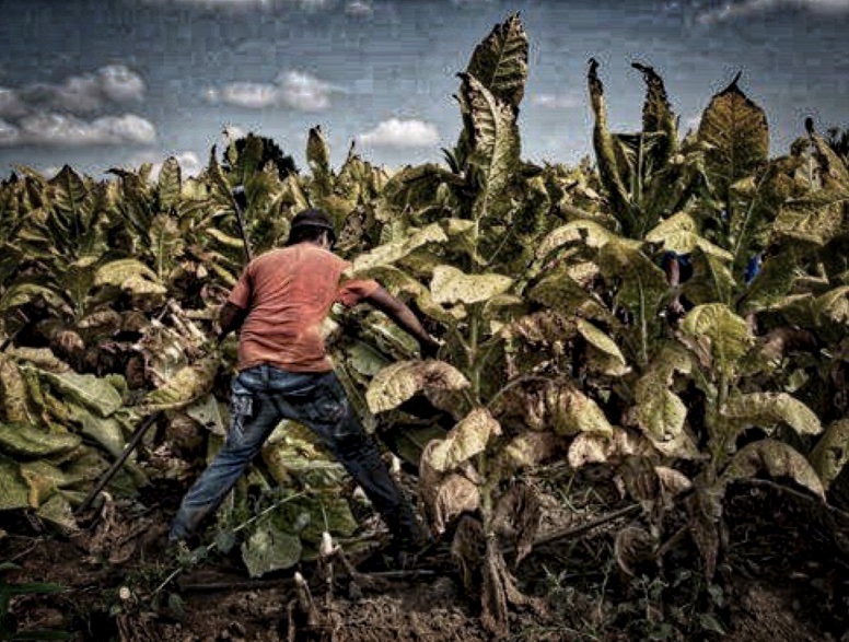 Tobacco Companies Commit to Protect Child Workers Worldwide | Human Rights Watch