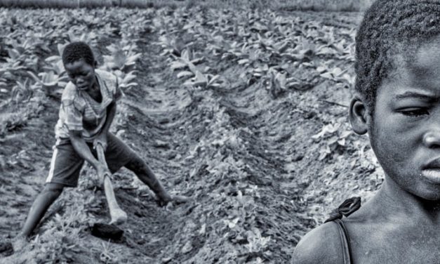 THE GUARDIAN — MALAWI — The children working the tobacco fields: ‘I wanted to be a nurse’