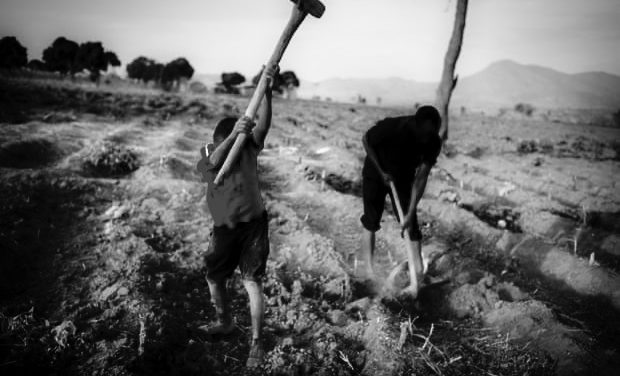 THE GUARDIAN — British American Tobacco faces landmark legal case over Malawi families’ poverty wages — The children labouring in Malawi’s fields for British American Tobacco